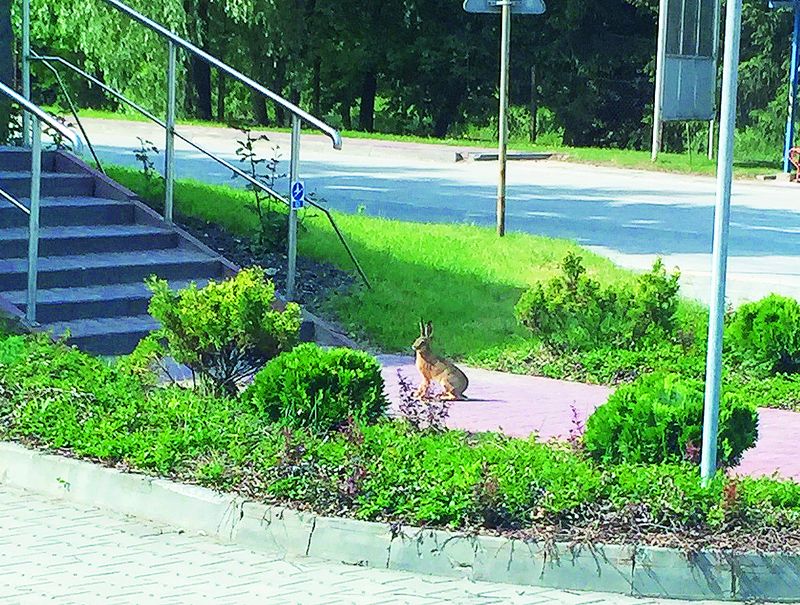 Bioróżnorodność